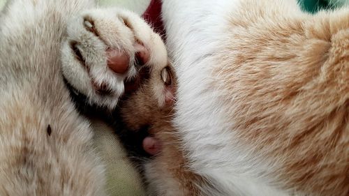 Close-up of cat sleeping