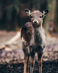 Portrait of deer standing on field