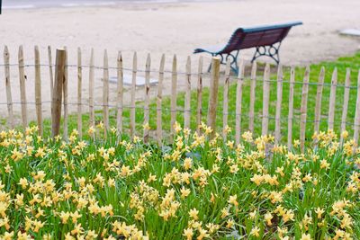 View of flowering plants on field