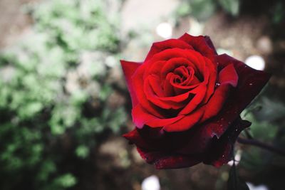 Close-up of rose against blurred background