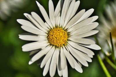 Close-up of white daisy