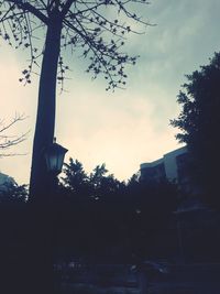 Low angle view of silhouette trees against sky