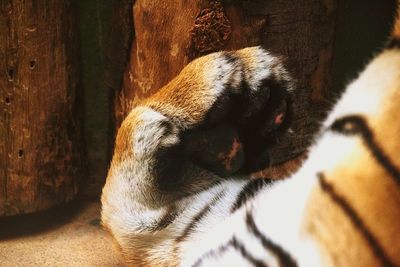 Close-up of cat sleeping