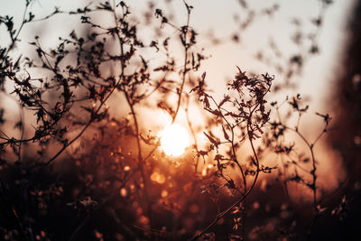 Close-up of silhouette trees against sky during sunset