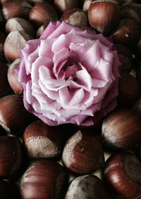 Close-up of flowers