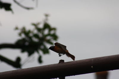 Close-up of bird perching on tree against sky