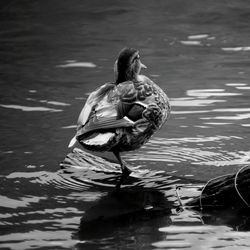 Woman standing in water