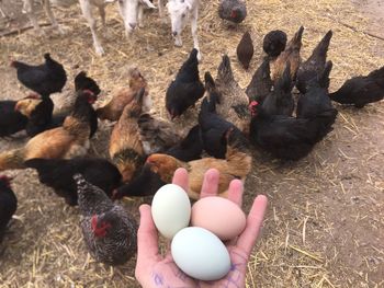 High angle view of birds on hand