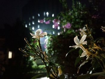 Close-up of flowers blooming outdoors