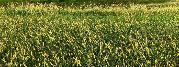 Full frame shot of crops on field