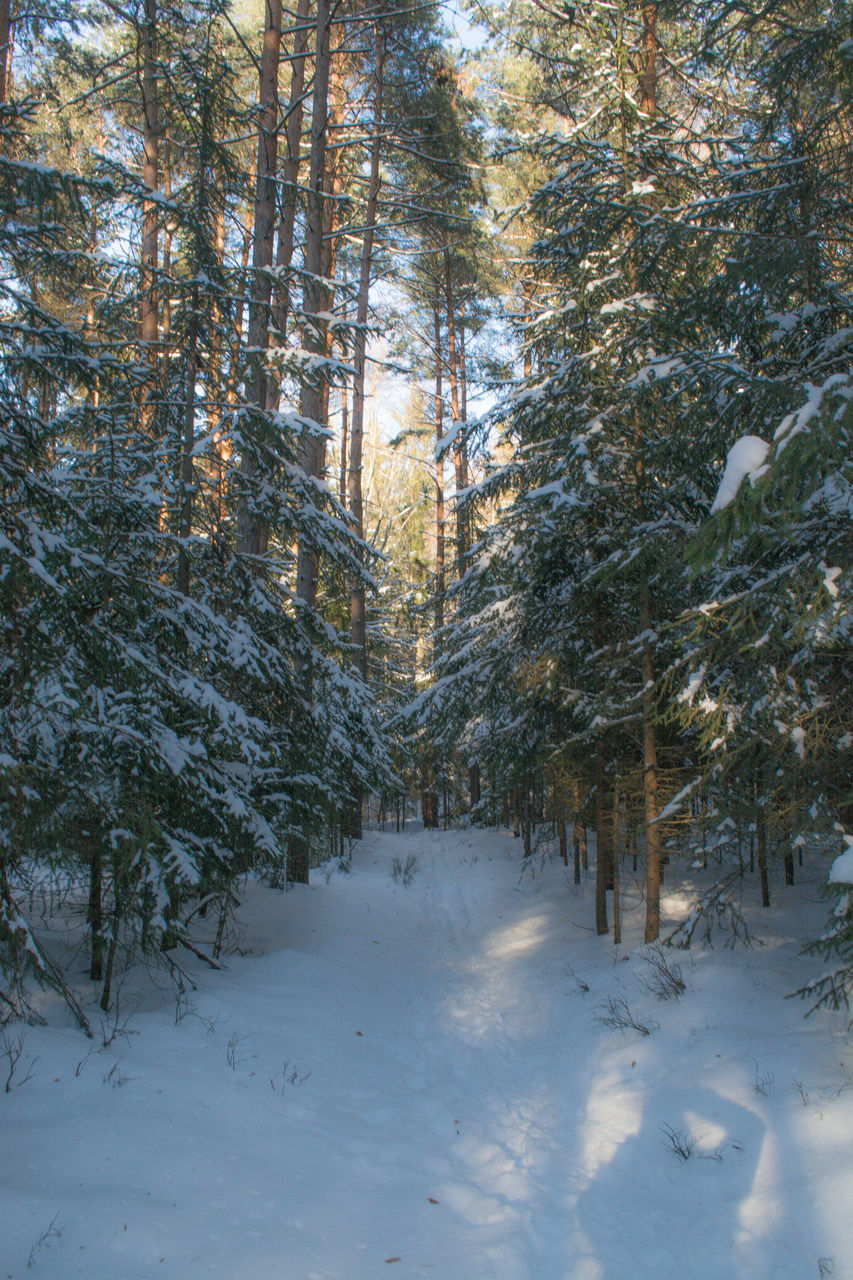 TREES GROWING ON SNOW COVERED FIELD