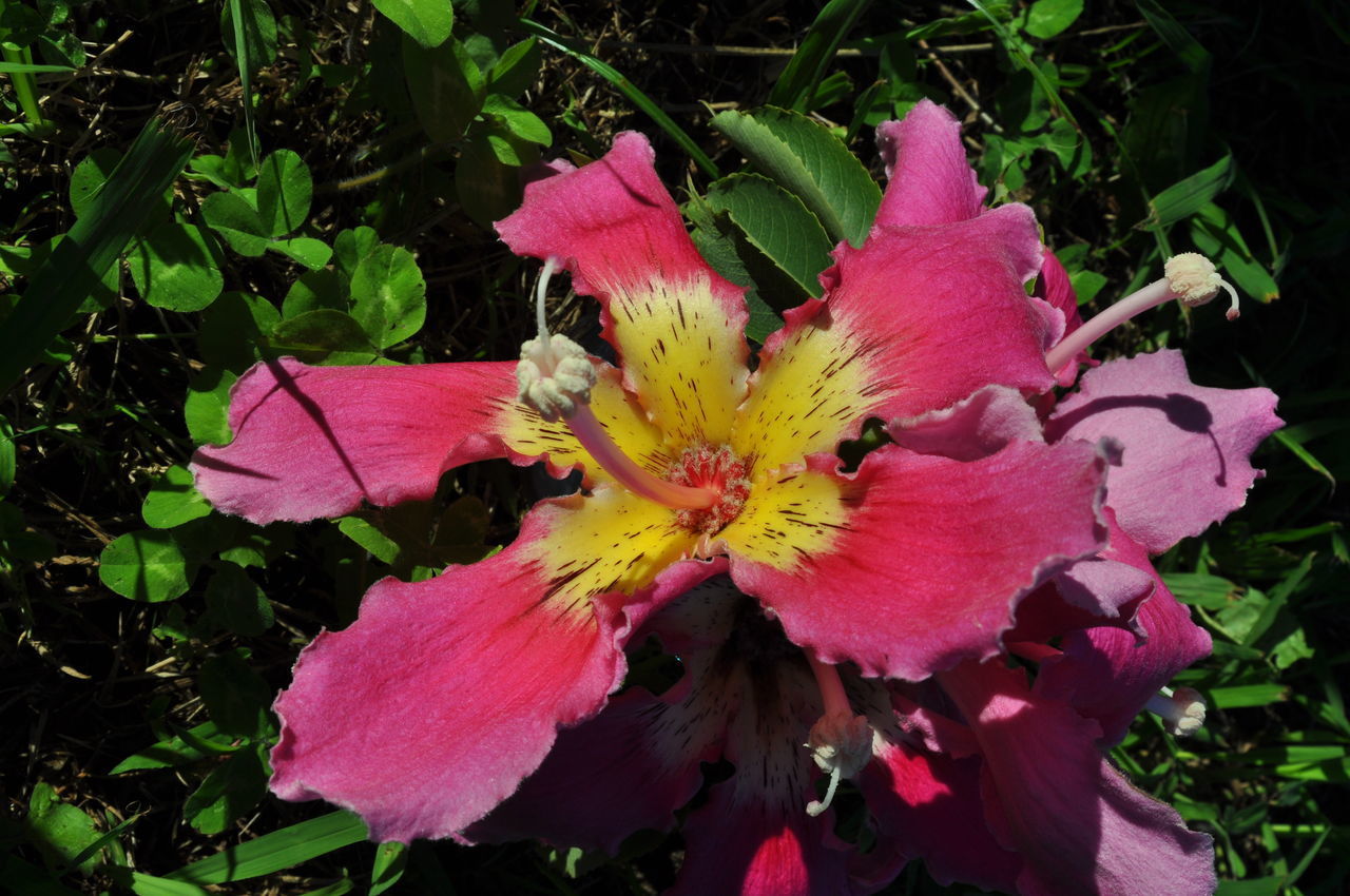 CLOSE-UP OF PINK FLOWERS