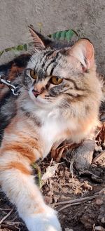 High angle portrait of cat relaxing outdoors