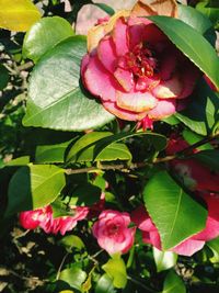 Close-up of pink and fruits on plant