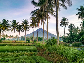 Palm trees on field against sky