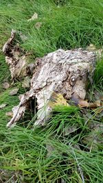 Close-up of animal skull on field