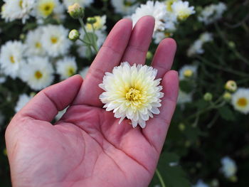 Close-up of hand holding rose flower