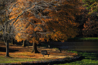 Trees in park during autumn