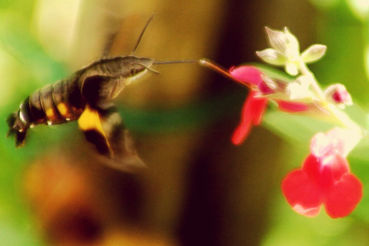 animal themes, animals in the wild, one animal, wildlife, insect, flower, close-up, focus on foreground, selective focus, nature, beauty in nature, plant, growth, fragility, perching, petal, bee, day, two animals, no people