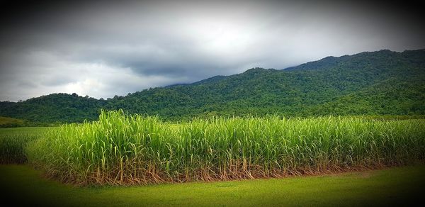 Scenic view of rice field against sky