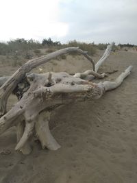 Driftwood on beach against sky