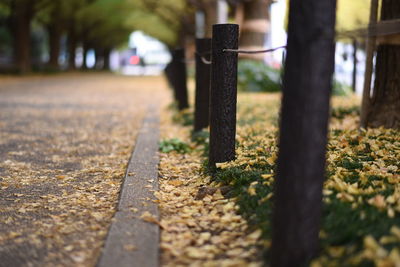 Surface level of footpath in park