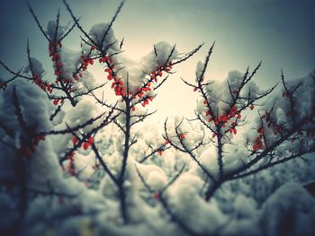 Red berries on tree branch during winter