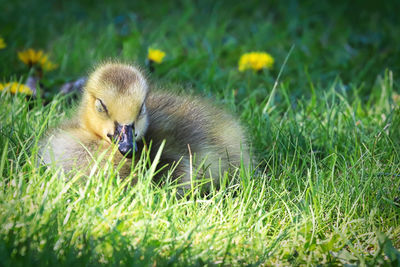 Closeup of a tiny canada goose gosling sleeping