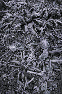 Full frame shot of dry leaves on land