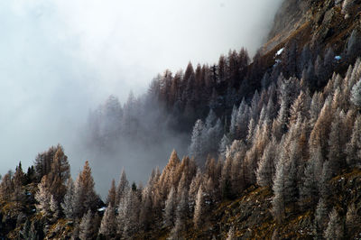 Panoramic view of pine trees against sky during winter