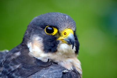 Close-up of bird