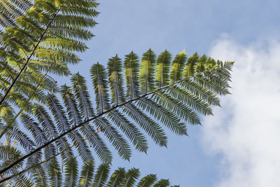 Low angle view of palm tree leaves against sky