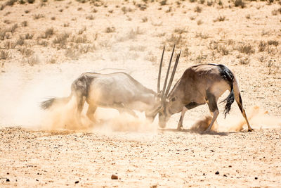 Gemsboks fighting in desert