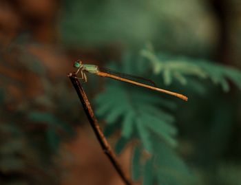 Close-up of dragonfly on leaf