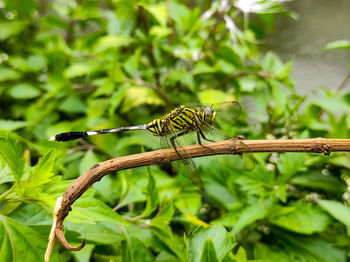 Close-up of insect on plant