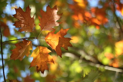 Close-up of maple leaves