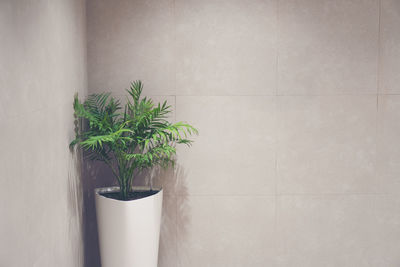 Potted plant against wall