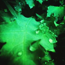 Close-up of raindrops on leaves