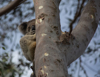 Low angle view of squirrel on tree