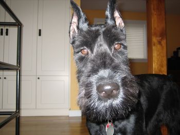 Portrait of black dog