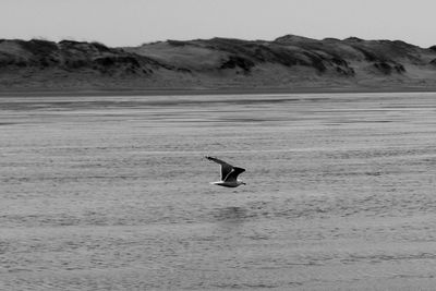 Seagull flying over a sea