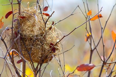 Close-up of dry plant in nest