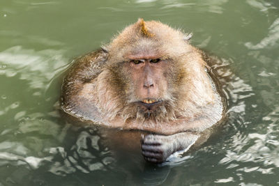 High angle view of long-tailed macaque in lake