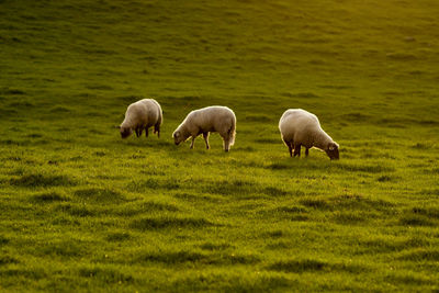 Sheep grazing in a field