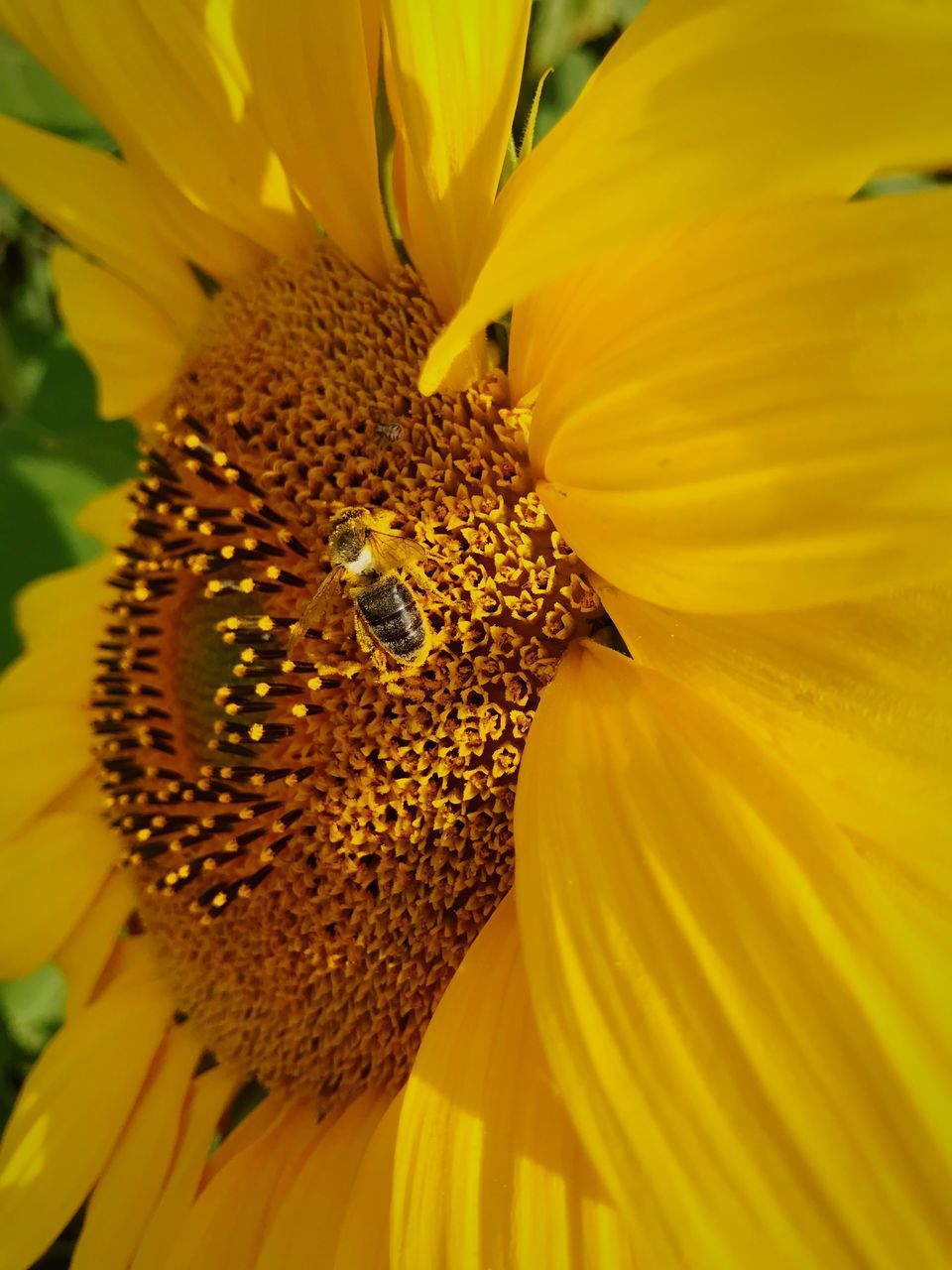 CLOSE-UP OF YELLOW FLOWER