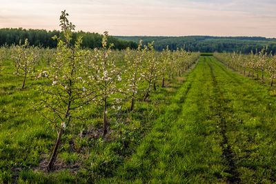 Young blooming apple garden at daylight with linear perspective