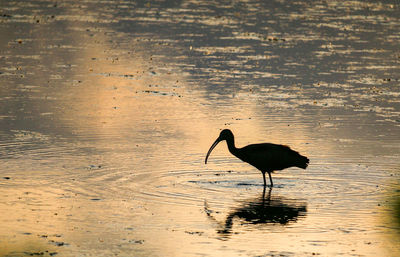 Bird flying over a lake