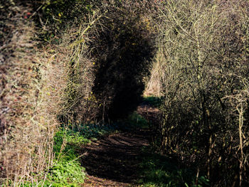 Trees in forest