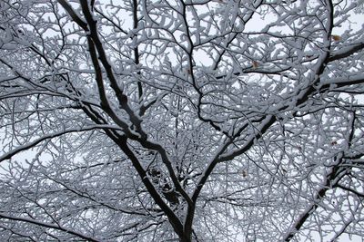 Low angle view of bare trees