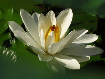 Close-up of white flowering plant